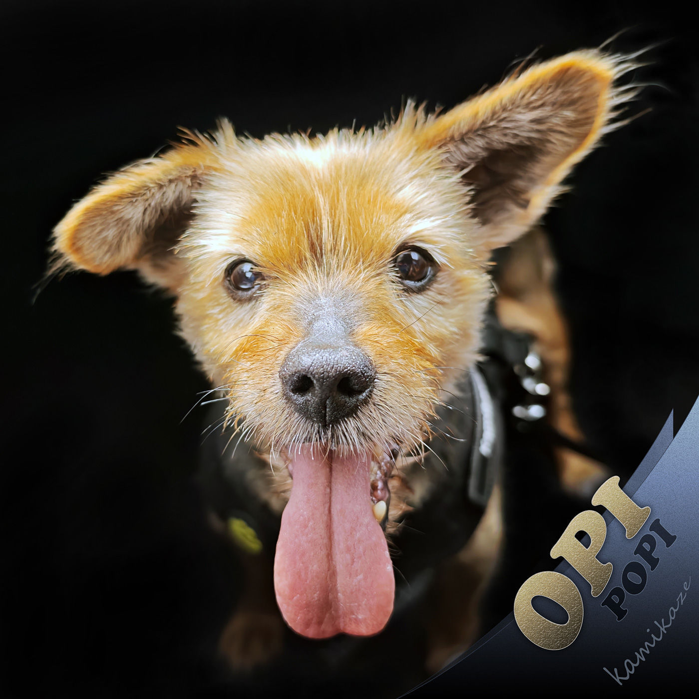 Das Maskottchen Opi (ein Hund) Frontalansicht