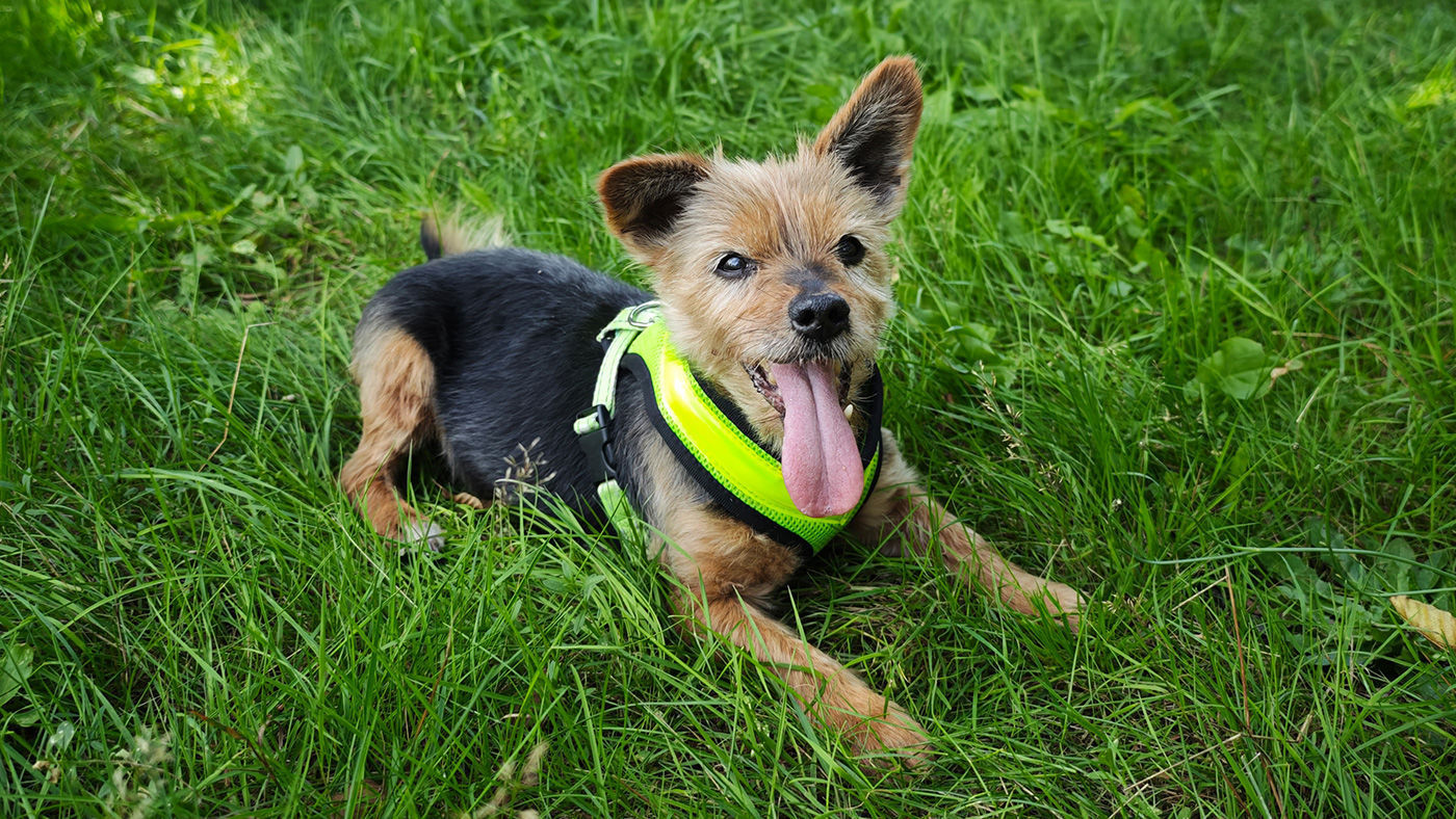 Das Maskottchen Opi (ein Hund) auf der Wiese liegend