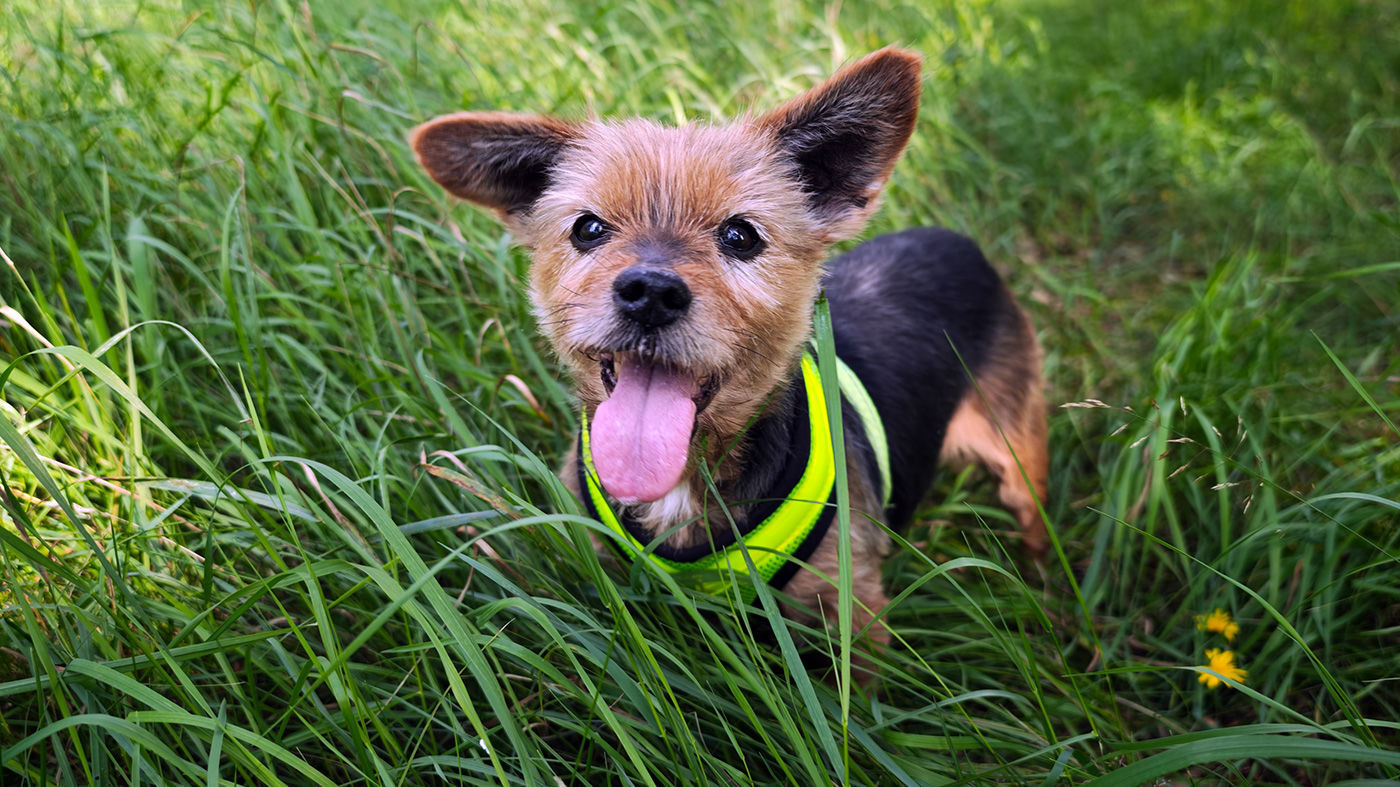 Das Maskottchen Opi (ein Hund) auf der Wiese stehend