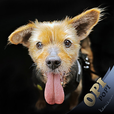 IT Dienstleistungen: Fotos